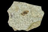 Fossil March Fly (Plecia) - Green River Formation #135895-1